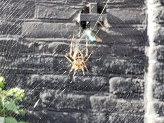 Araneus diadematus
