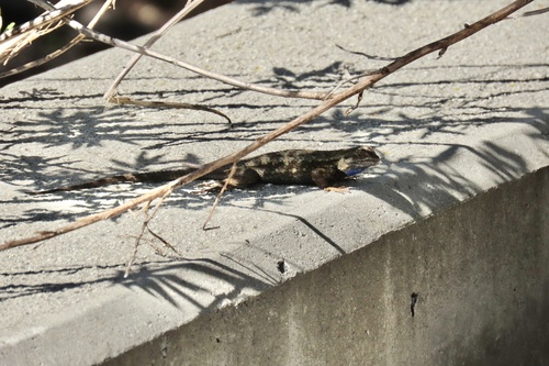 iNaturalist observation photo of Western Fence Lizard