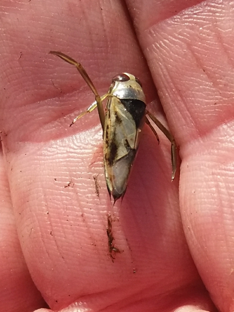 Water Bugs from StokeonTrent ST2, UK on April 3, 2023 at 0451 PM by