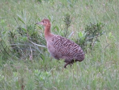 Rhynchotus rufescens