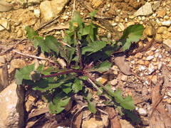 Taraxacum officinale