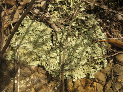 Parmeliaceae