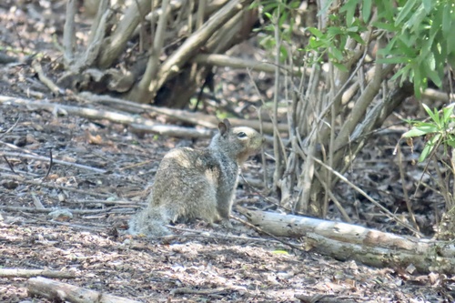 iNaturalist observation photo of California Ground Squirrel