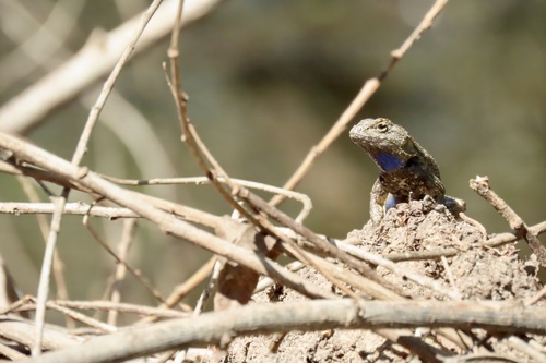 iNaturalist observation photo of Western Fence Lizard