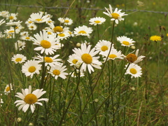 Leucanthemum vulgare