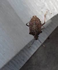 Halyomorpha halys
