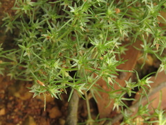 Caryophyllaceae
