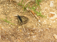 Tatochila xanthodice