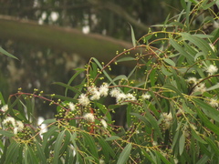 Eucalyptus
