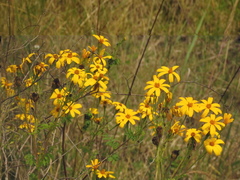 Tagetes zypaquirensis