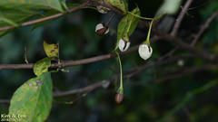 Styrax japonicus