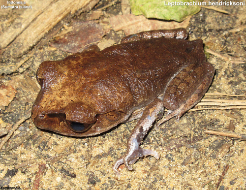 Spotted Litter Frog, Leptobrachium hendricksoni