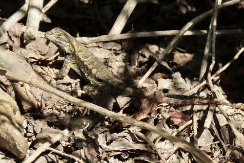 iNaturalist observation photo of Western Fence Lizard