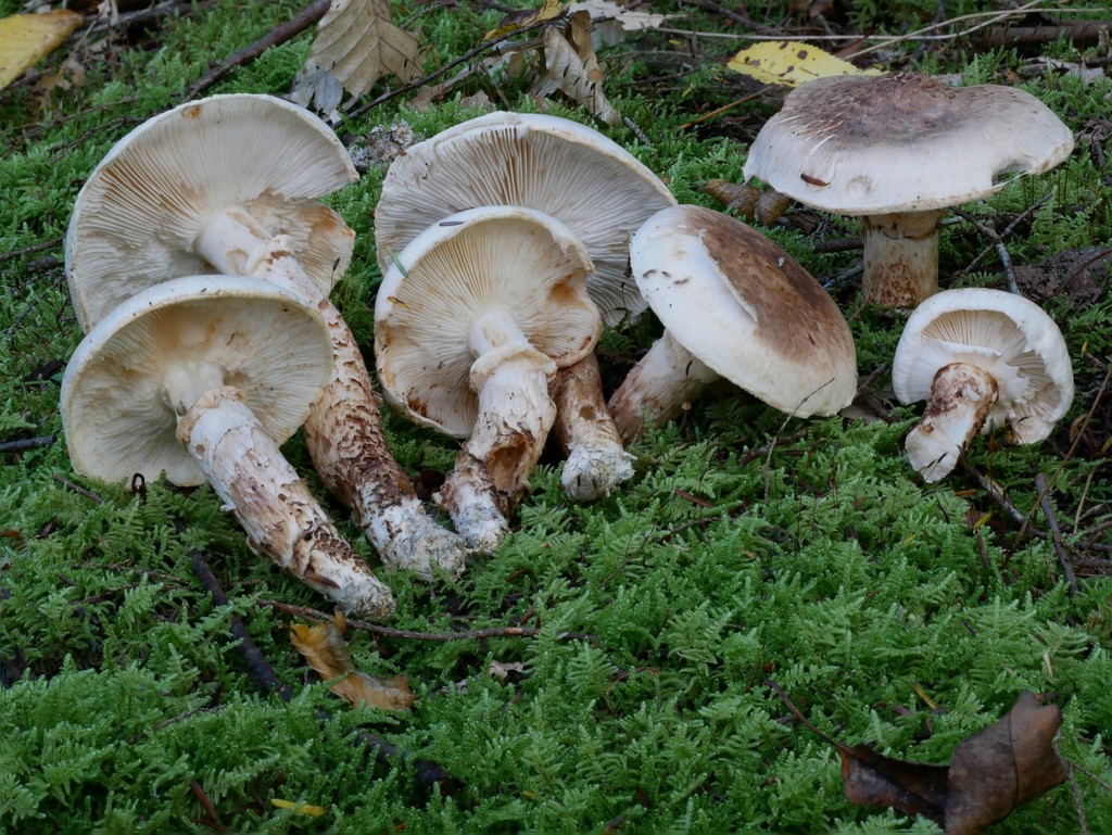 Tricholoma dulciolens in October 2018 by Garrett Taylor. Something like ...