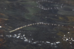 Knife-Snouted Pipefish photo 2