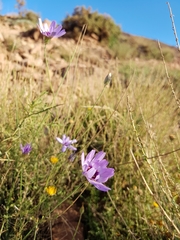 Catananche caerulea image