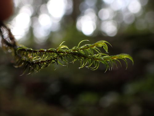 Image of Racomitrium lawtonae by no rights reserved