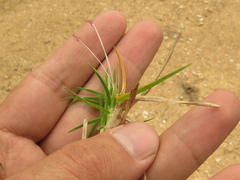 Cenchrus clandestinus