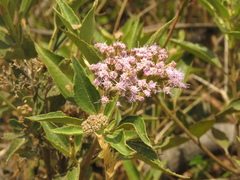 Chromolaena leivensis