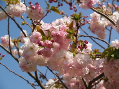 Prunus × lannesiana