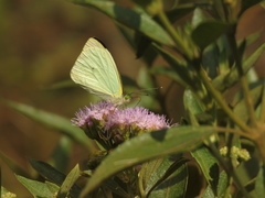 Leptophobia
