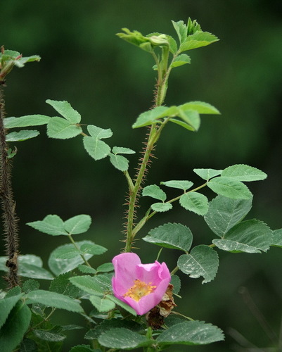 Photograph of Rosa