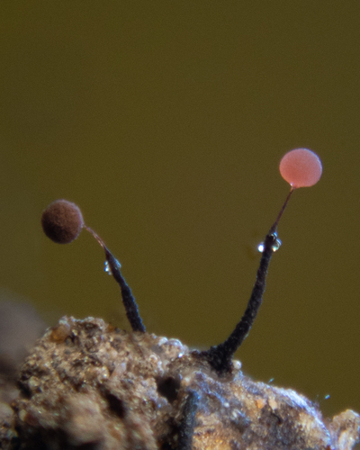 Representative image of Clastoderma debaryanum