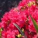 Rhododendron obtusum - Photo (c) kuroshio, algunos derechos reservados (CC BY-NC), subido por kuroshio