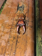 Cyclommatus scutellaris