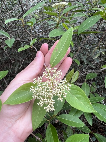 shining viburnum (Viburnum nitidum)
