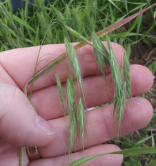 Bromus arenarius