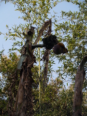 Musa basjoo