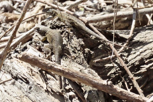 iNaturalist observation photo of Western Fence Lizard
