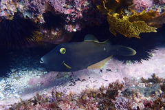 Eubalichthys bucephalus