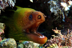 Brown Reef Eel photo 2