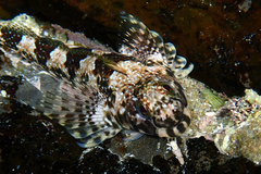 Lepidoblennius haplodactylus
