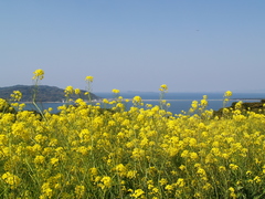 Brassica rapa amplexicaulis