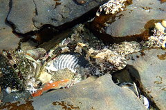Lepidoblennius haplodactylus