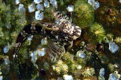 Lepidoblennius haplodactylus