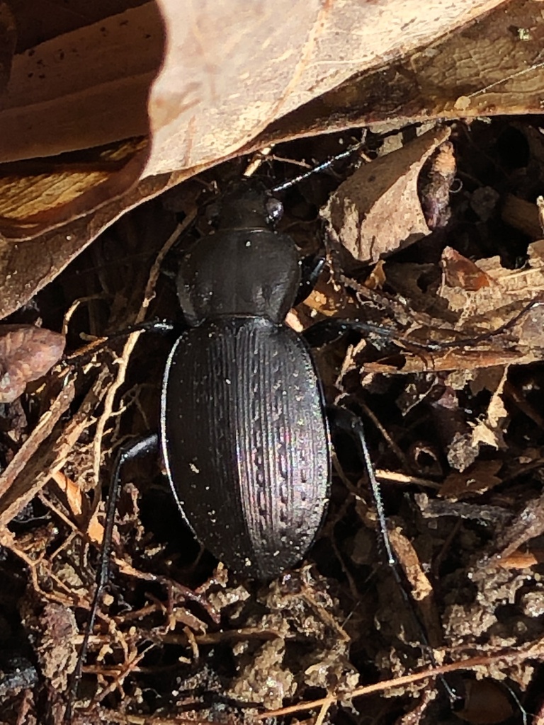 Round worm and slug hunter from laurel bowie rd bowie md us on april
