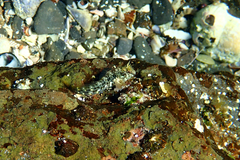 Parablennius intermedius