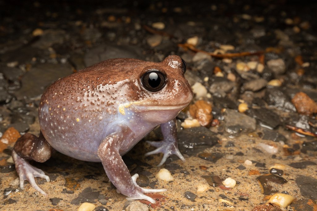 Eastern Owl Frog