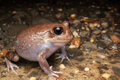 Eastern Owl Frog photo 1