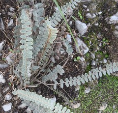 Astrolepis crassifolia