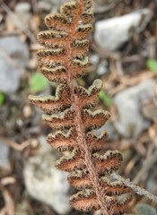 Astrolepis crassifolia