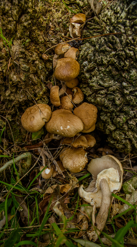 Agrocybe, 2017-12-06