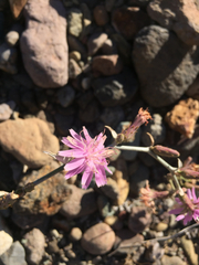 Stephanomeria cichoriacea