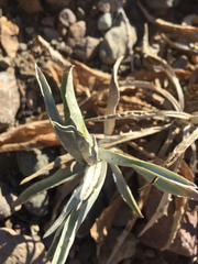 Stephanomeria cichoriacea