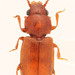 Escarabajo de Los Granos - Photo (c) Pierrick Bloin, algunos derechos reservados (CC BY-NC), subido por Pierrick Bloin
