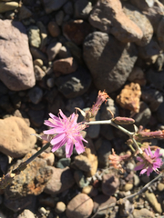 Stephanomeria cichoriacea